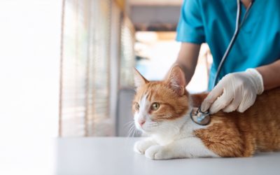 Prix assurance vétérinaire chien chat en 2025 : combien ça coûte vraiment ?