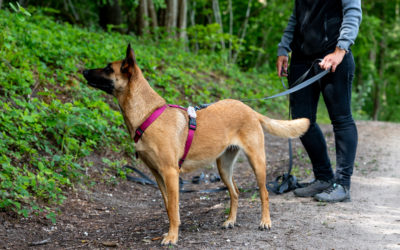 Assurance chien obligatoire Suisse : mythe ou réalité cantonale