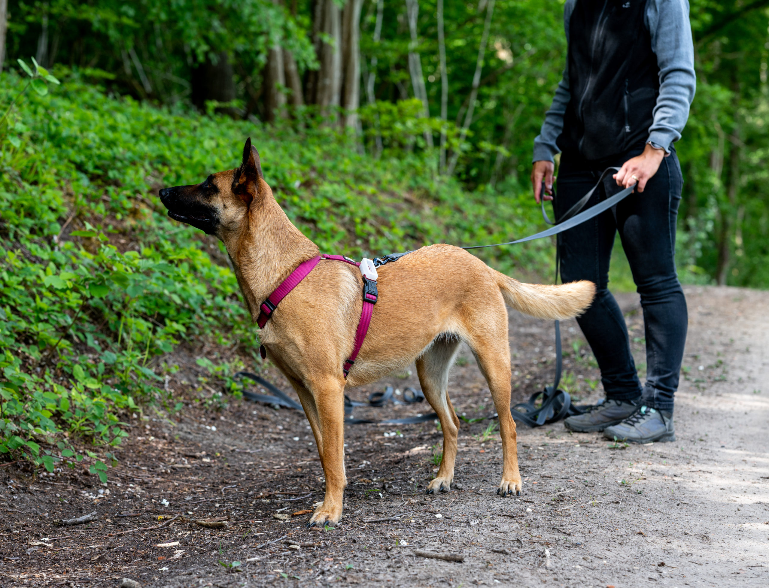 Assurance chien obligatoire Suisse : mythe ou réalité