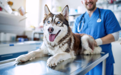 Assurance chien et chat en Suisse : garanties, exclusions et conseils